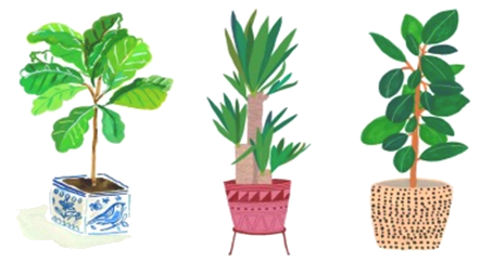 Светолюбивые растения