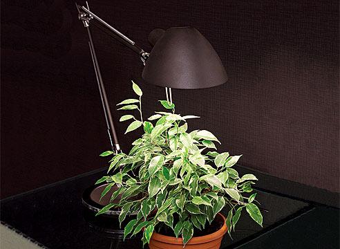 Подсветка растений на теневой стороне